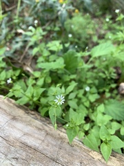 Stellaria cuspidata