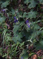 Geranium platypetalum