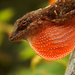 Blemished Anole - Photo (c) Khristian Venegas Valencia, some rights reserved (CC BY-NC), uploaded by Khristian Venegas Valencia