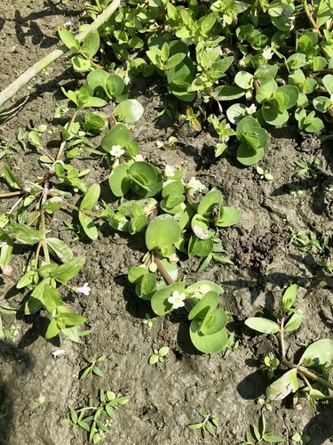 Disk waterhyssop (Bacopa rotundifolia)