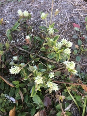 Gomphrena serrata image