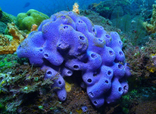 Amphimedon queenslandica Hooper & van Soest, 2006