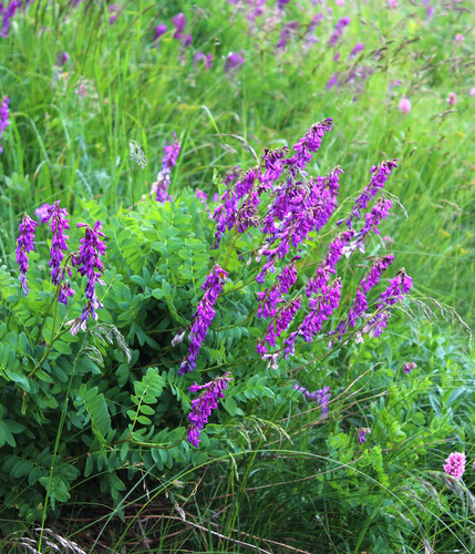 Hedysarum caucasicum