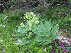 Heracleum leskovii