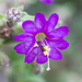 紫茉莉屬 - Photo (c) Ken-ichi Ueda，保留部份權利CC BY