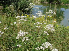 Valeriana officinalis