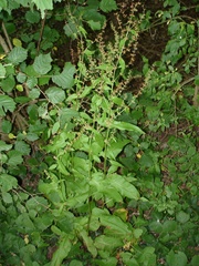 Rumex sanguineus