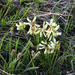 Trifolium polyphyllum - Photo (c) Dmitriy Bochkov,  זכויות יוצרים חלקיות (CC BY), uploaded by Dmitriy Bochkov