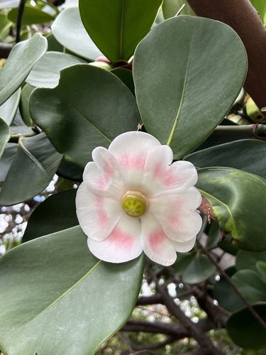 Clusia rosea - Flowers