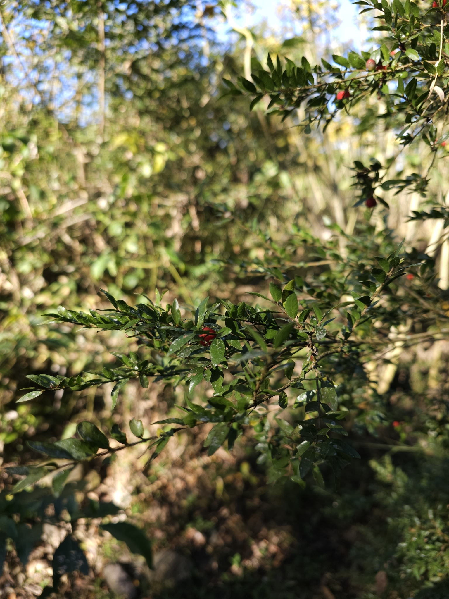 Imagem de Jabuticaba-de-cipó