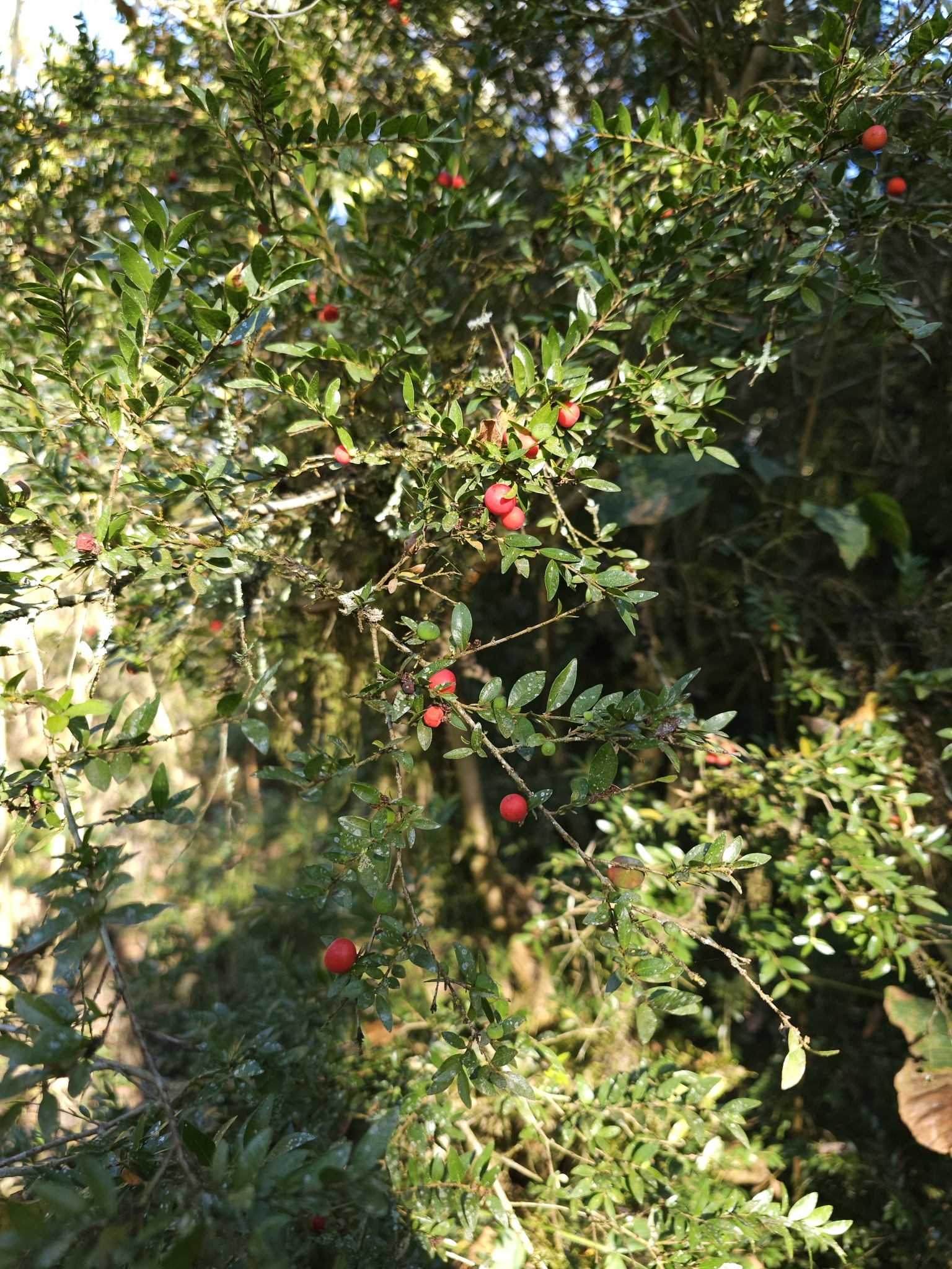 Imagem de Jabuticaba-de-cipó