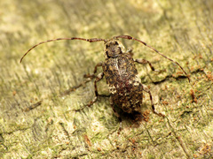 Astylopsis macula