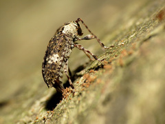 Astylopsis macula