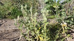 Cryptantha barbigera barbigera
