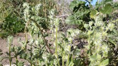 Cryptantha barbigera barbigera