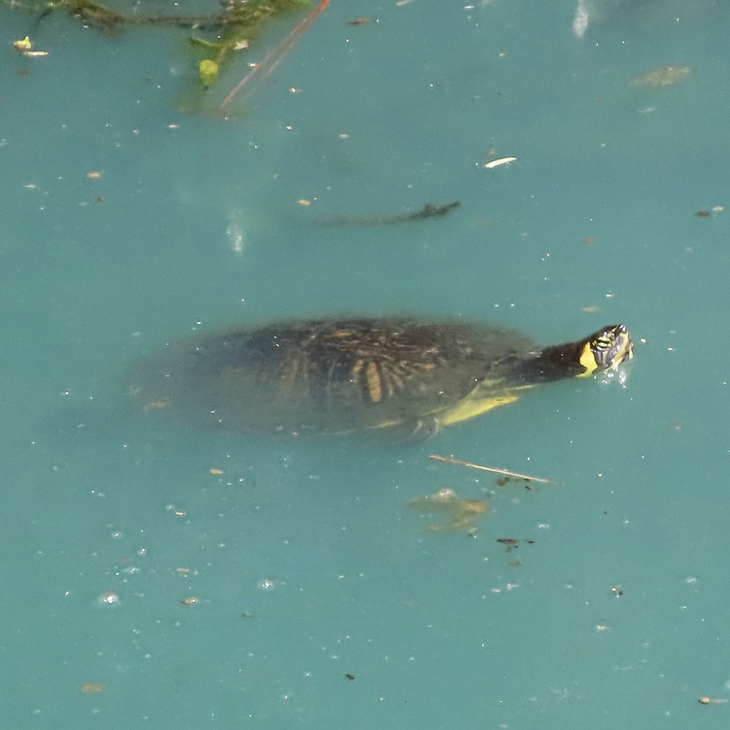 Yellow-bellied Slider from Georgia Southern University, Statesboro, GA ...