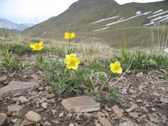 Anemonastrum speciosum