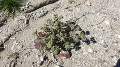 Chorizanthe corrugata