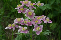 Anemonastrum fasciculatum