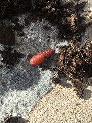Protorthodes melanopis