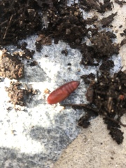 Protorthodes melanopis