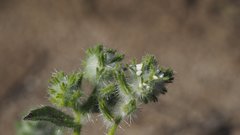 Cryptantha barbigera barbigera