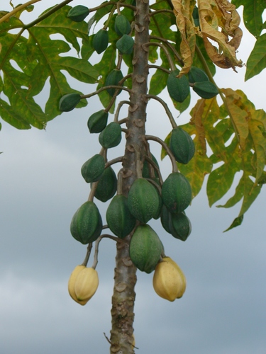 Vasconcellea goudotiana (Vasconcellea goudotiana)