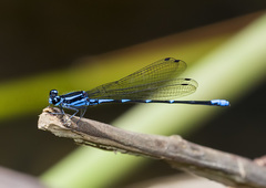 Argia adamsi