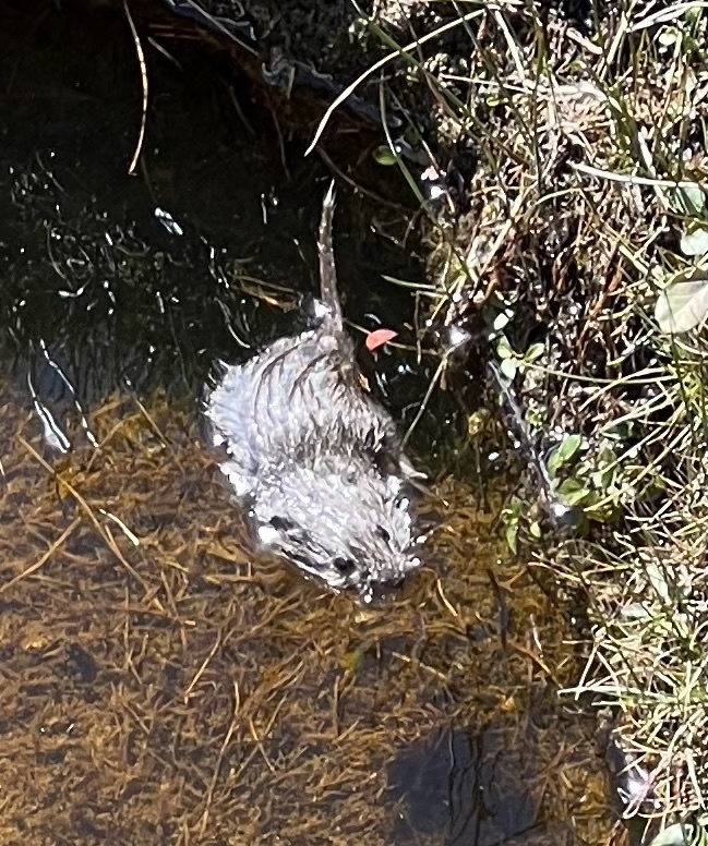 North American Water Vole