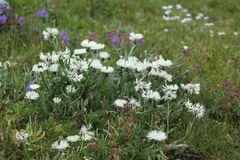 Centaurea cheiranthifolia