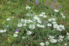 Centaurea cheiranthifolia