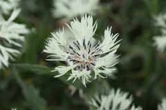 Centaurea cheiranthifolia