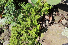 Pleopeltis thyssanolepis