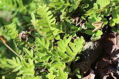 Pleopeltis thyssanolepis