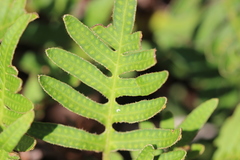 Pleopeltis thyssanolepis
