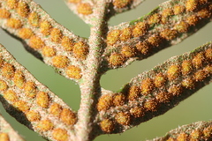 Pleopeltis thyssanolepis