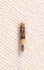 Cosmopterix attenuatella