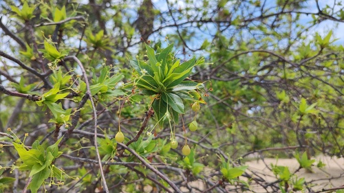 Bursera cerasiifolia Brandegee