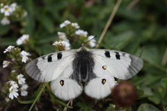 Parnassius nordmanni