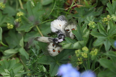 Parnassius nordmanni