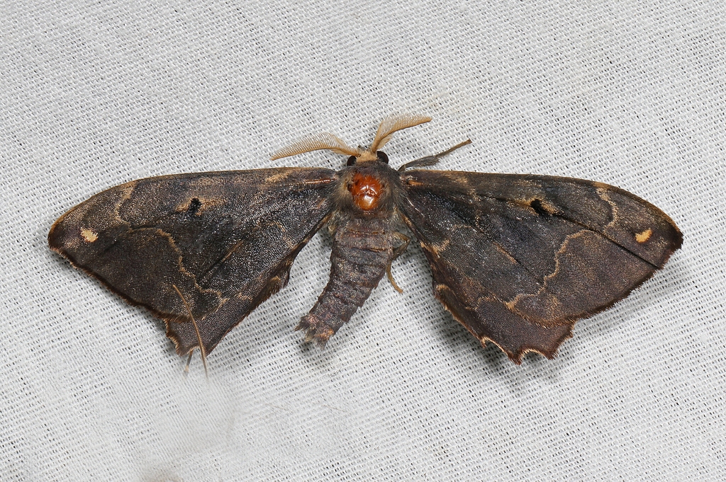 Phiditia cuprea