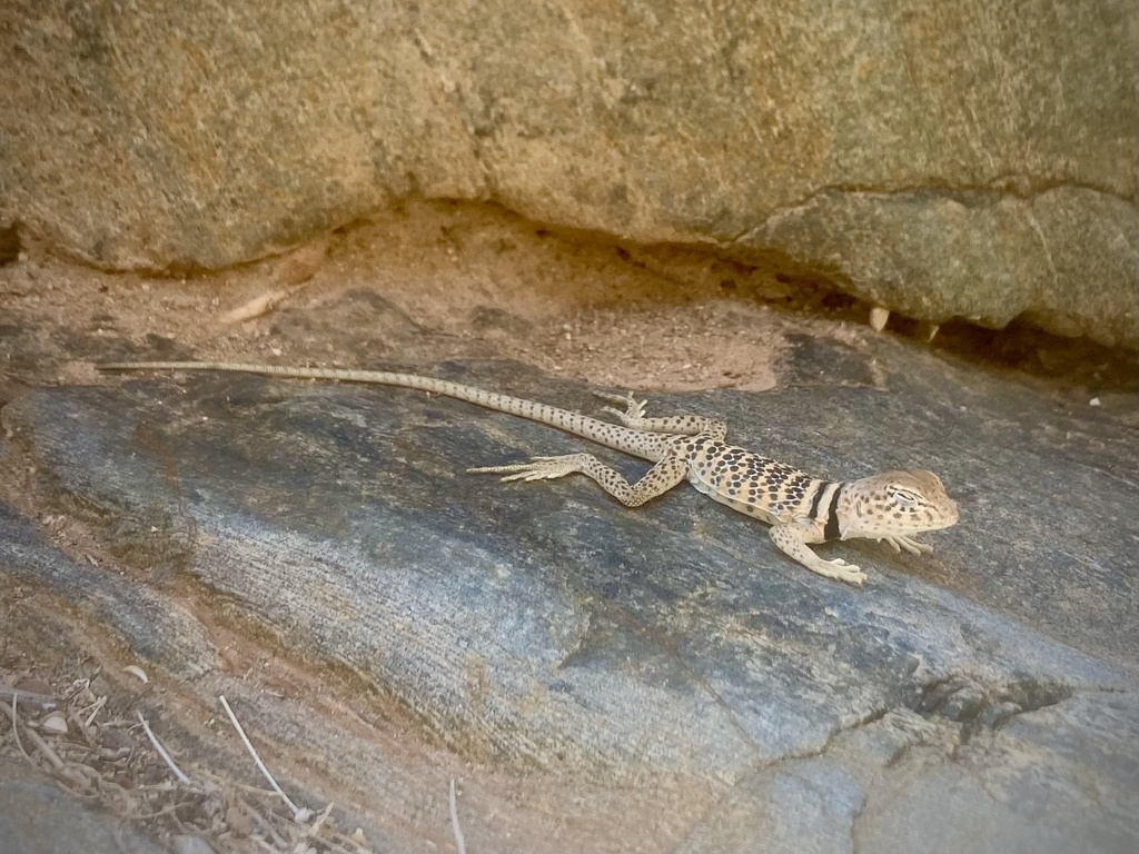 Desert Collared Lizard from Grand Canyon, Grand Canyon National Park, Coconino County, USAZ, US
