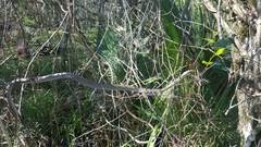 Coluber constrictor latrunculus