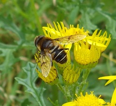 Eristalis horticola