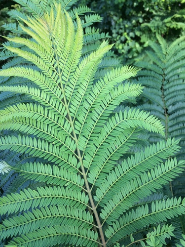 Jacaranda mimosifolia