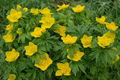 Trollius ranunculinus