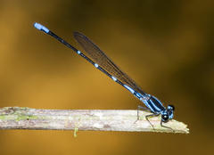 Argia adamsi