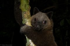 Doria's Tree Kangaroo photo 3
