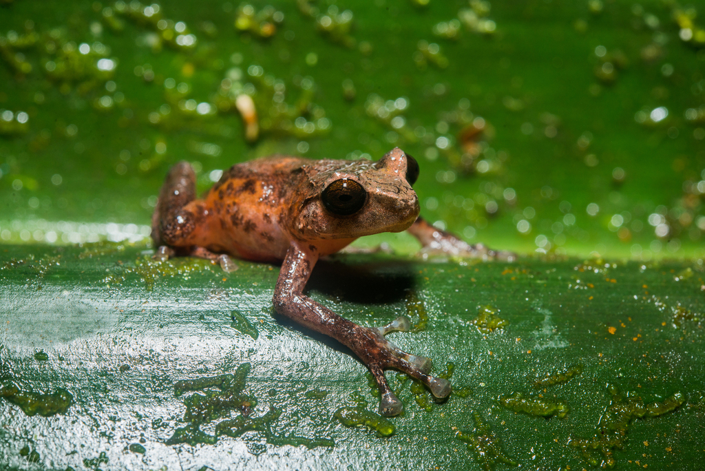 Anthony's Cross Frog