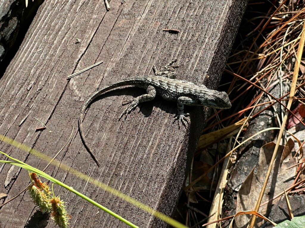 Eastern Fence Lizard From Stone, Mississippi, United States On August ...